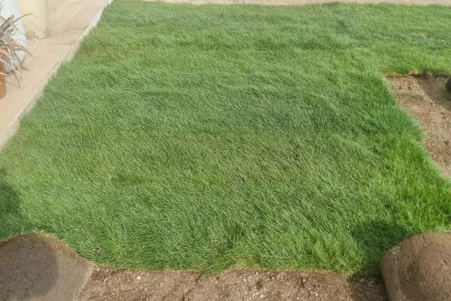Pasto en rollo recién instalado junto a un borde de pastelones, con rollos y tierra preparada a los costados